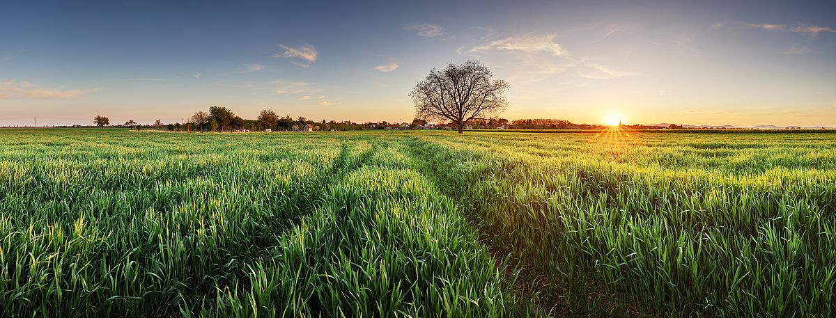 Gerstengras: Das regionale Superfood für deine Gesundheit